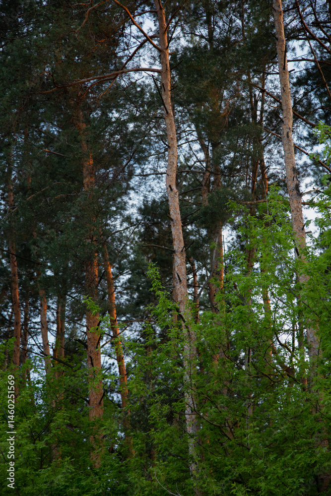 Fototapeta premium Beautiful tall pines under spring blue sky in sun light in sunny day. Wood landscape. Natural colors