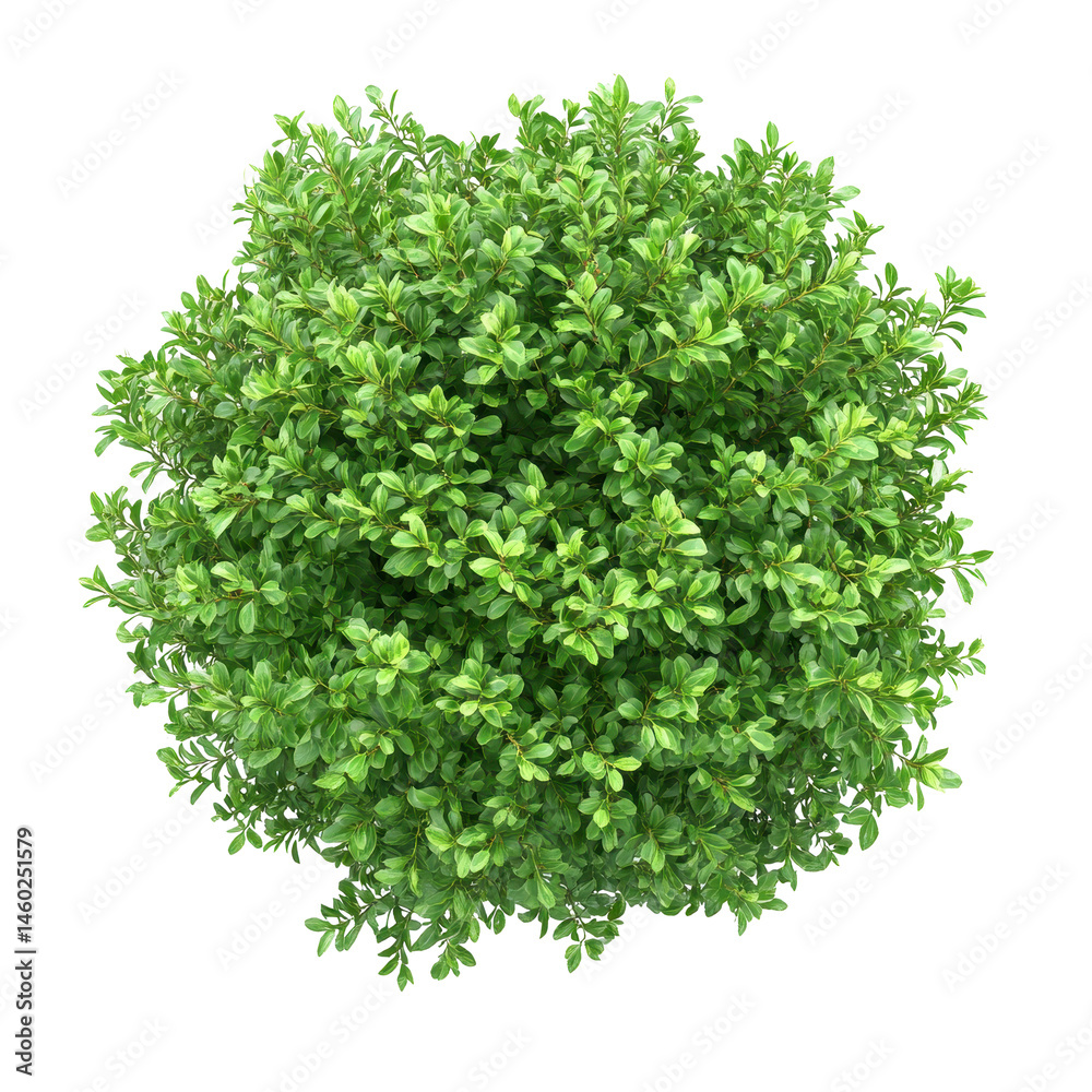 Obraz premium Vibrant green bush isolated on a white background showcasing its lush foliage and round shape, green bush isolated on white background