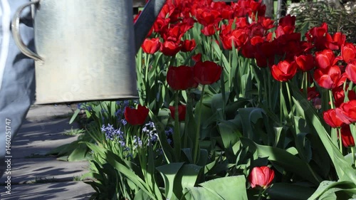 Man watering blooming red tulips with a shower-head watering can in spring garden. Gardening care, close-up with natural ambient sound: birdsong and water flow.