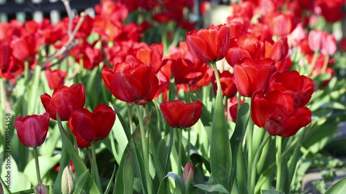 Red tulips gently swaying in spring breeze, vibrant flower bed in sunny garden.