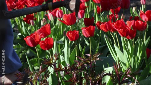 Front view of vibrant red tulips being watered in garden, close-up on fresh spring flowers.
