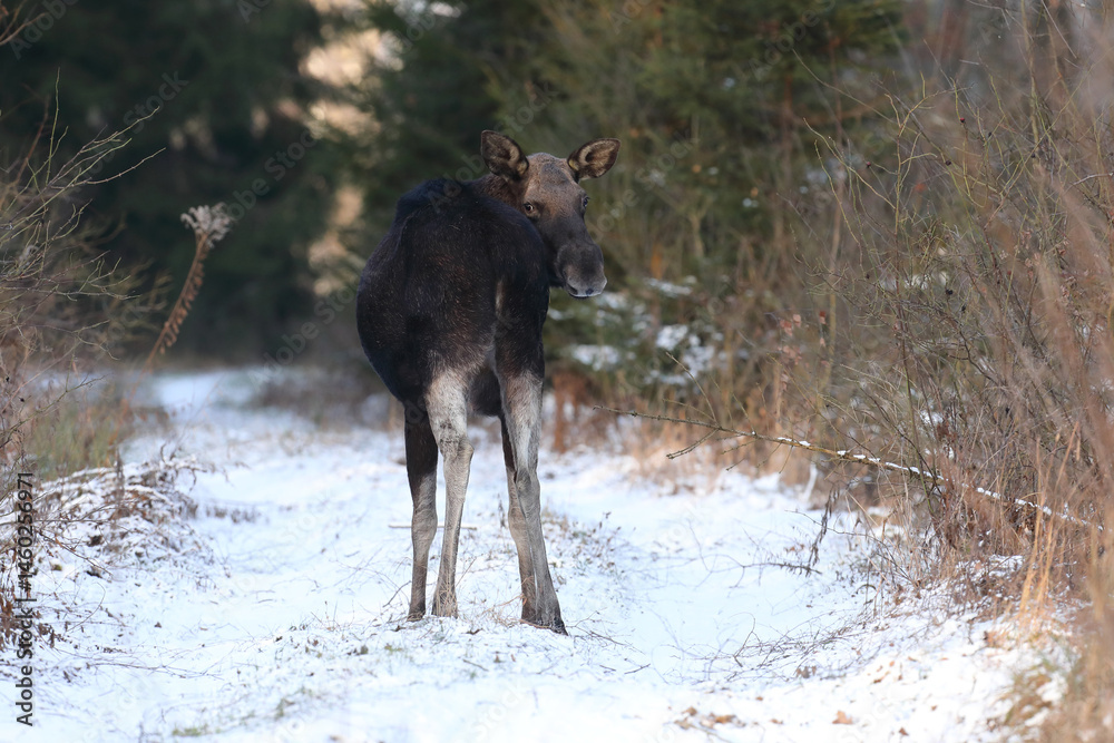 Łoś (Alces alces) moose