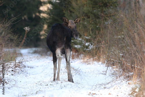Obraz na płótnie Łoś (Alces alces) moose w salonie