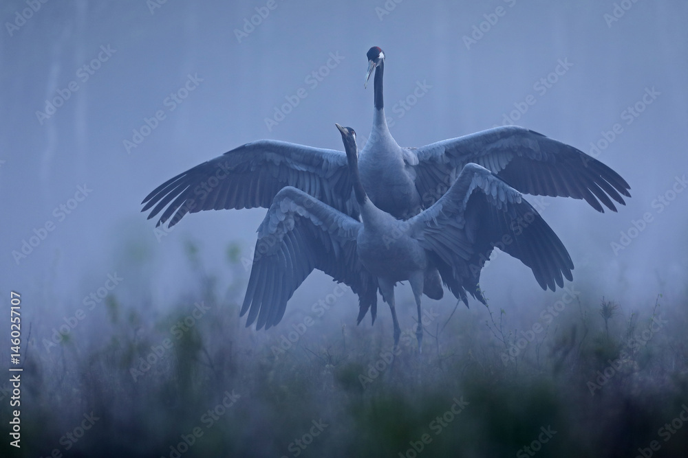 Żuraw, (Grus grus), crane