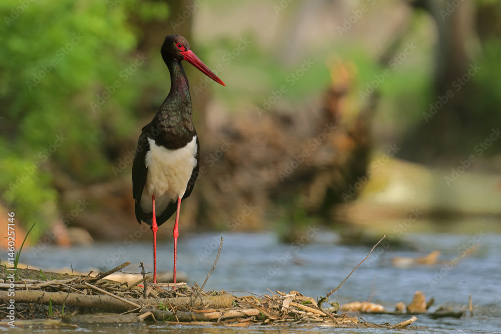 Bocian czarny, gwarowo: hajstra (Ciconia nigra)