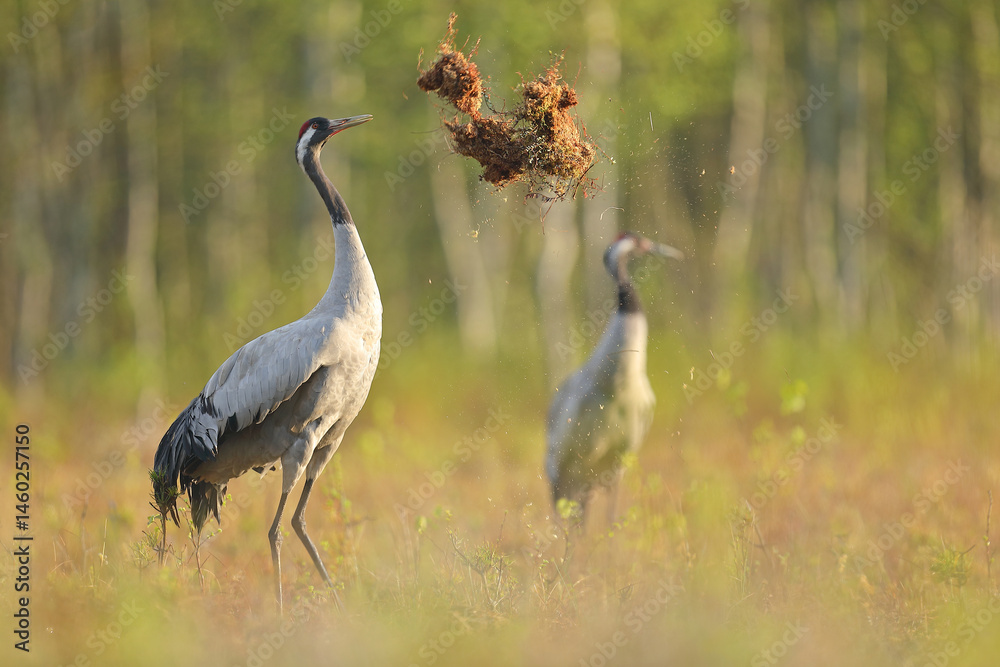 Żuraw, (Grus grus), crane