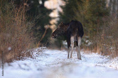 Łoś (Alces alces) moose