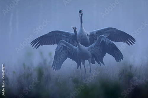 Żuraw, (Grus grus), crane