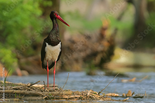 Bocian czarny, gwarowo: hajstra (Ciconia nigra)