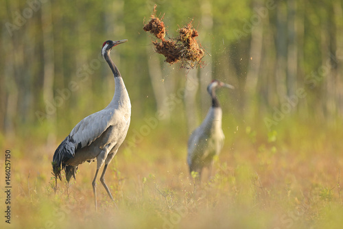 Obraz na płótnie Żuraw, (Grus grus), crane w salonie