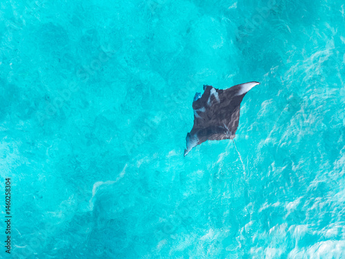 A reef manta ray, Mobula alfredi, swims in shallow water, feeding on zooplankton in the Garacie Islands near Halmahera, Indonesia. Reef mantas are much smaller than the giant oceanic mantas.