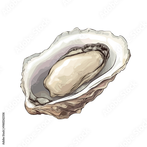 Oyster Shell 2D flat vector illustration, isolated on a white background.