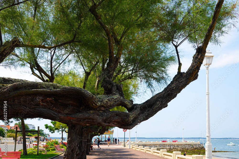landscaping of the embankment of the seaside city