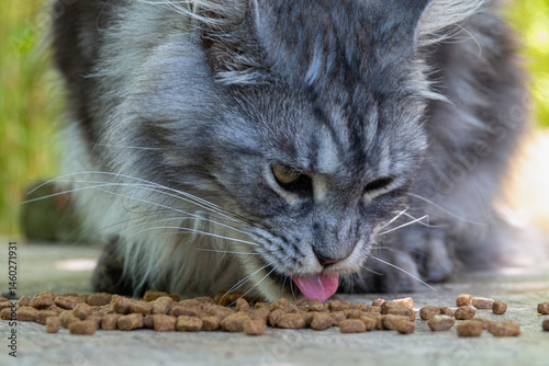 Obraz na płótnie Cute domestic cat Mane Coon lick dry food w salonie