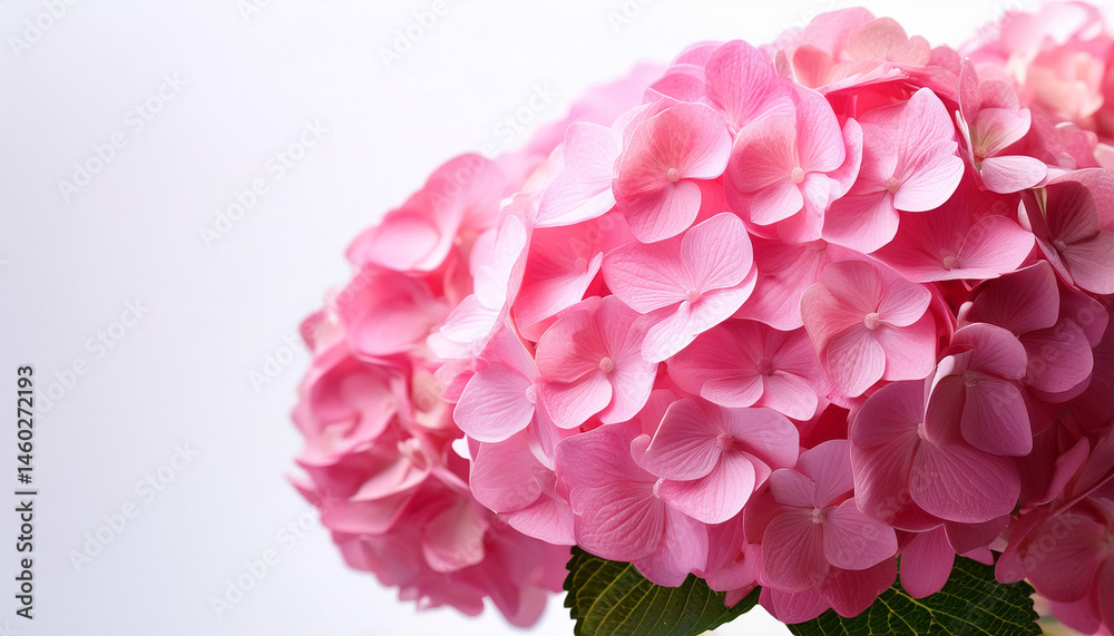 closeup of vibrant pink hydrangea flowers against a clean white background closeup of vibrant pink hydrangea flowers against a clean white background