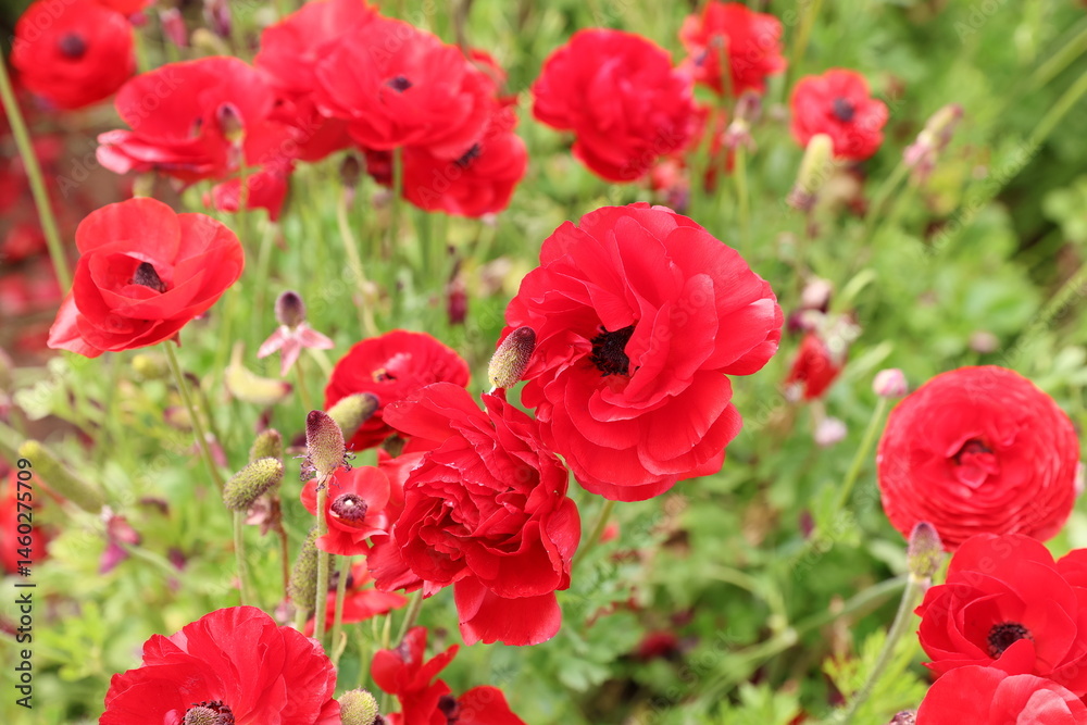 Obraz premium red ranunculus 
