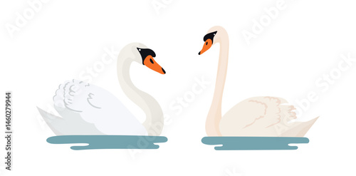 Swans, water birds. Flat vector, clipart illustration isolated on white background.