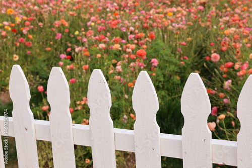 fenced ranunculus field