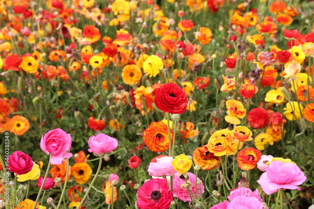 Fototapeta premium colorful ranunculus