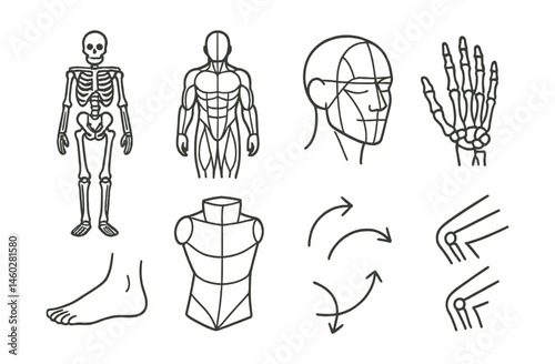 Line style icons of anatomy for artists: skeletal diagram, muscle map chart, head construction lines, hand bone sketch, foot study icon, torso volume box, movement arrows, joint bend guides.