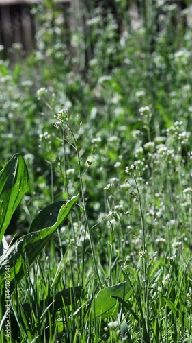 Blooming shepherd’s purse swaying in spring breeze with birdsong, wildflowers in green field. Vertical video with native ambient audio.