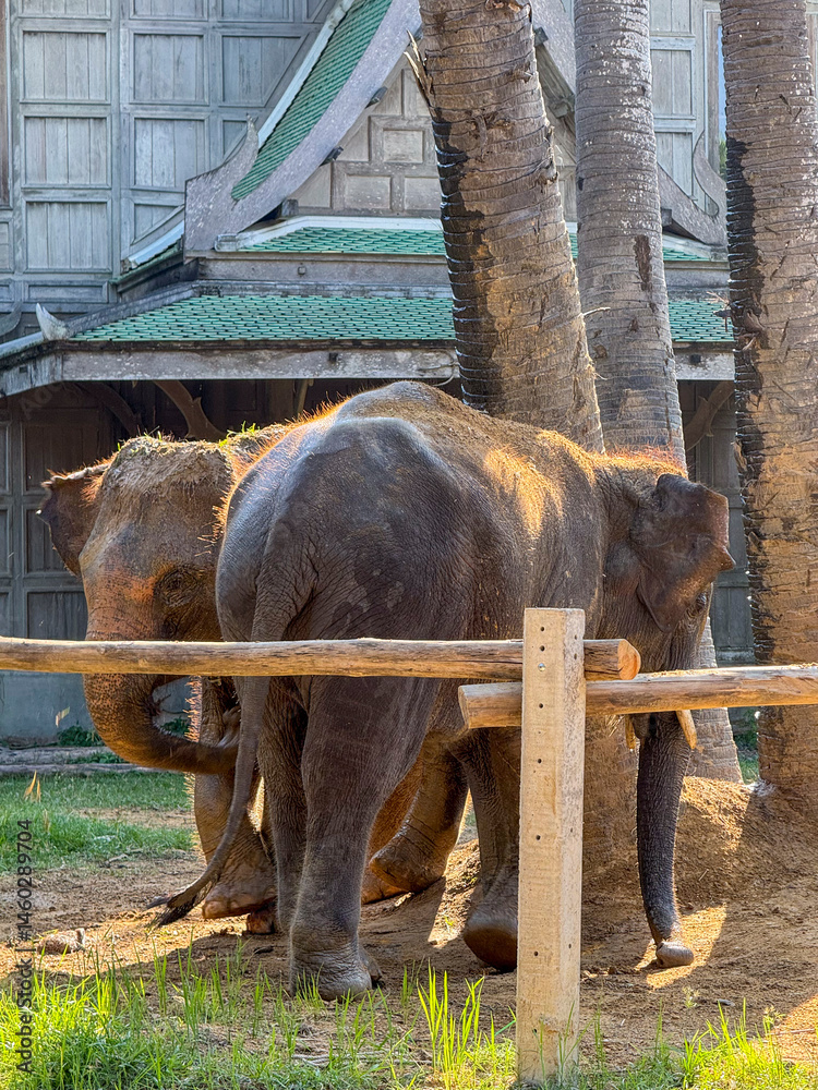 Wildlife photography of cute elephants in their protected habitat, majestic elephant duo captured playing in natural environment. Conservation efforts and wildlife sanctuary protection.