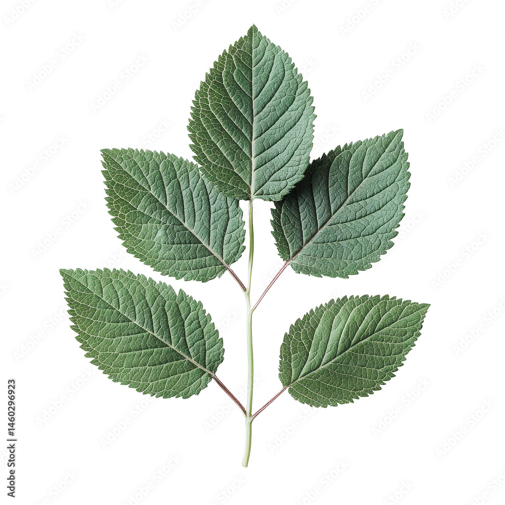 Closeup of green leaves isolated on a Transparent background showcasing intricate details and textures, Closeup view leaves isolated on PNG background Closeup of green leaves isolated on a Transparent background showcasing intricate details and textures, Closeup view leaves isolated on PNG background