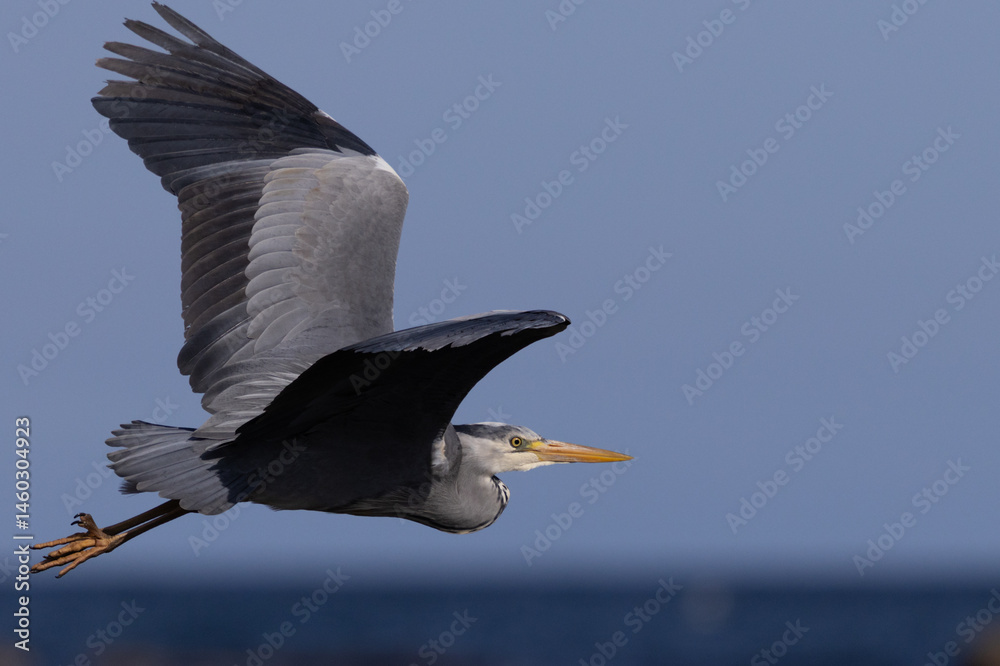 Fototapeta premium Heron in flight over sea