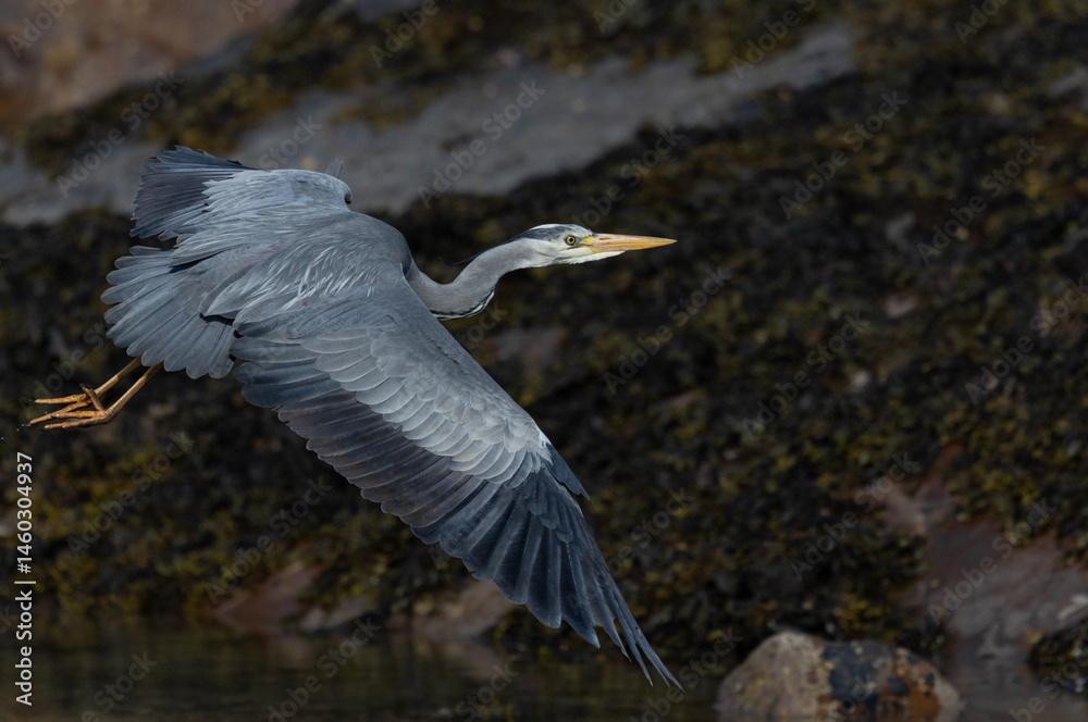 Fototapeta premium Heron in flight over rocks