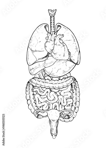 Detailed vector illustration of female human anatomy. Hand drawn sketch showing internal organs like heart, uterus, lungs, and intestines in black and white. For medical, educational, or biology use