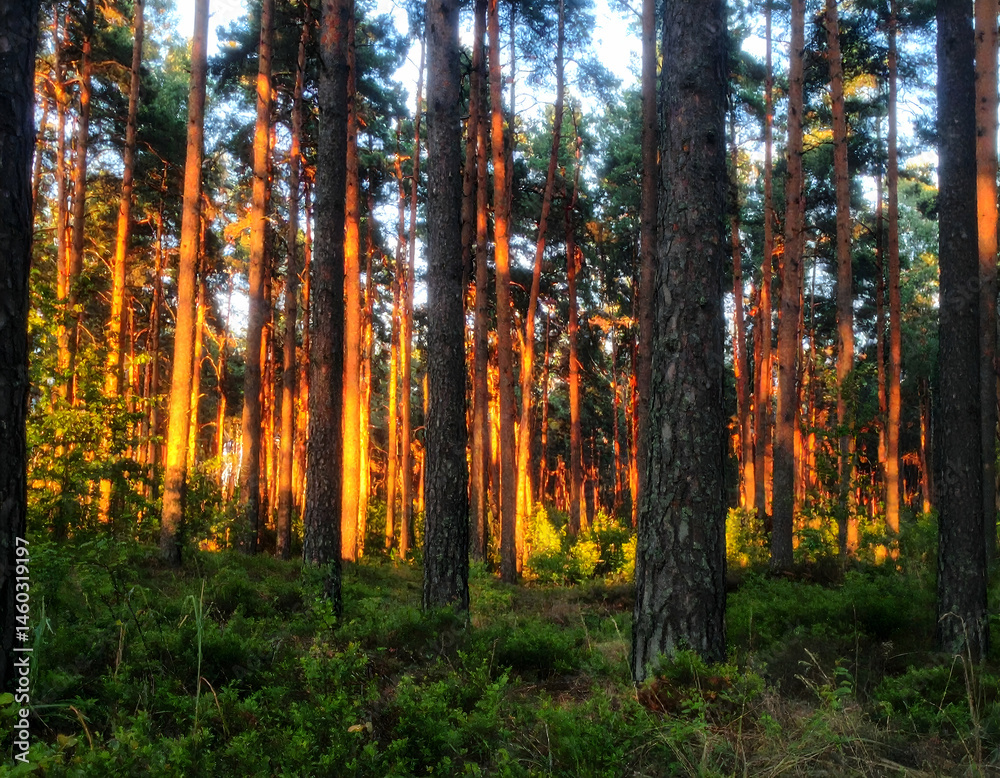 Fototapeta premium Golden Sunlight Pine Forest at Sunset