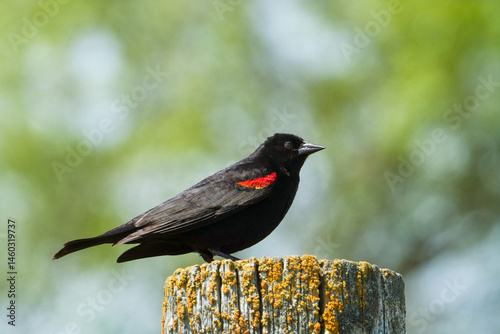 red winged blackbird on post