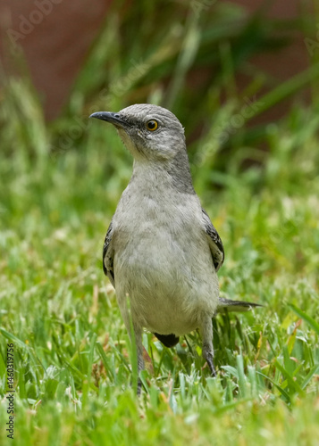 Mockingbird in grass
