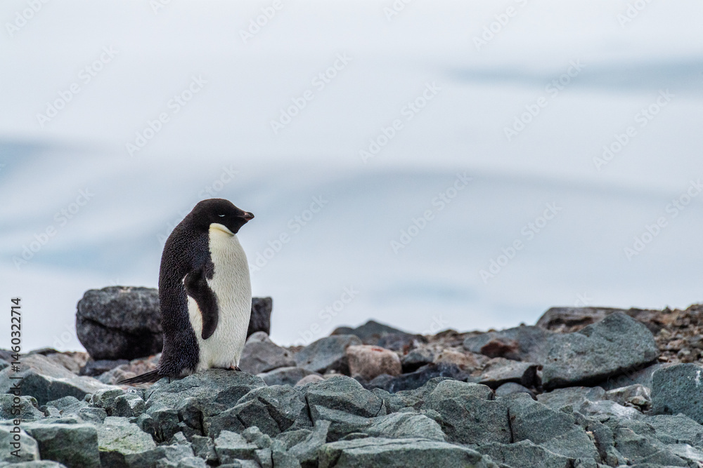 Obraz premium Impression of the Adelie Penguin - Pygoscelis adeliae- colony, near the fish islands, on the Antarctic Peninsula