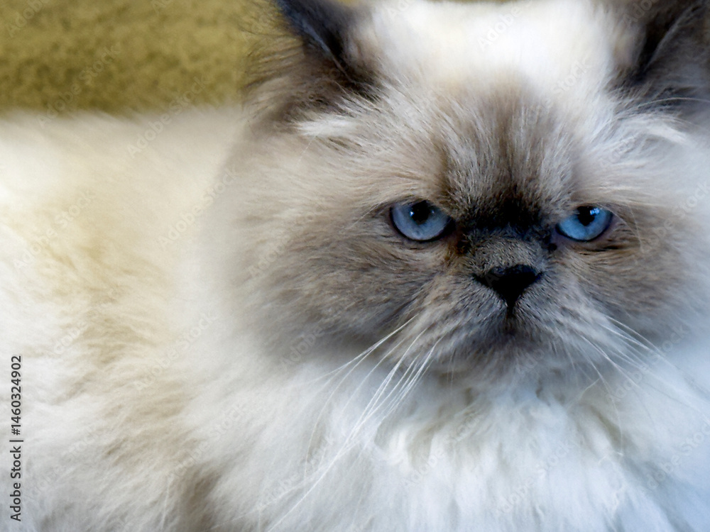 Close up portrait of a blue eyed long hair cat