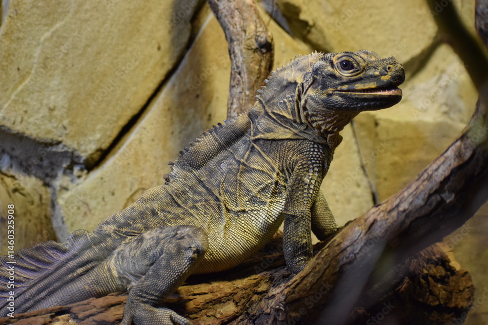 Fototapeta premium galapagos land iguana