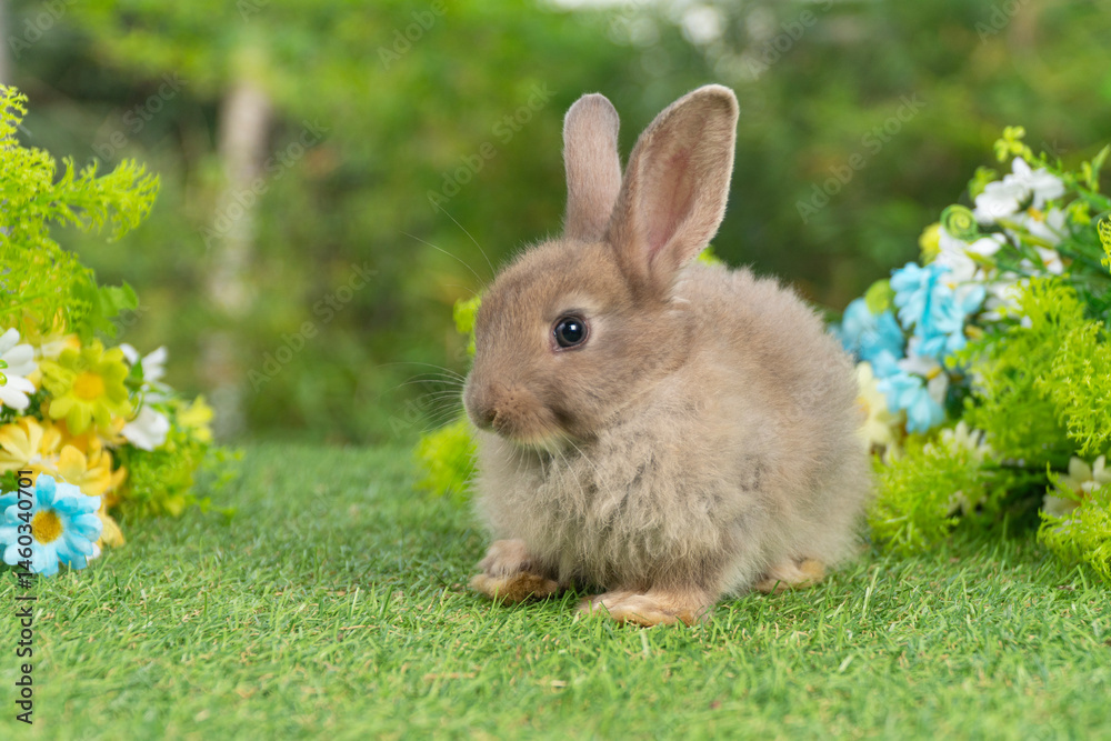 Lovely rabbit ears bunny sitting playful on green grass with flowers over spring time nature background. Little baby rabbit brown bunny curiosity standing playful on meadow summer background. Easter Lovely rabbit ears bunny sitting playful on green grass with flowers over spring time nature background. Little baby rabbit brown bunny curiosity standing playful on meadow summer background. Easter
