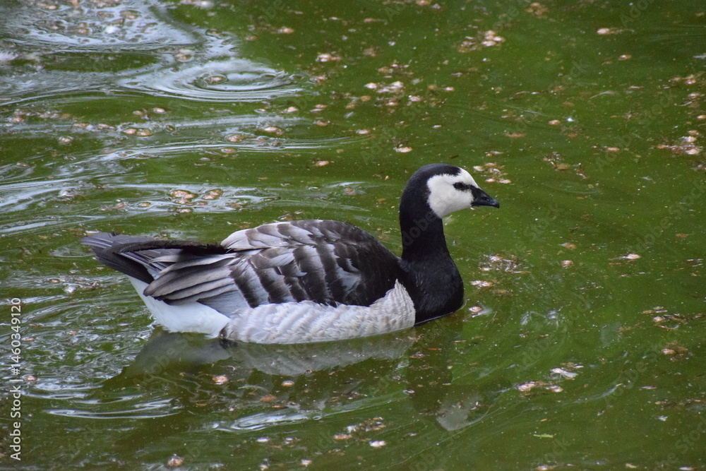 Fototapeta premium goose on the water