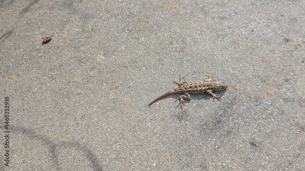 Looking down at a lizard warming up in the sun on concrete Looking down at a lizard warming up in the sun on concrete