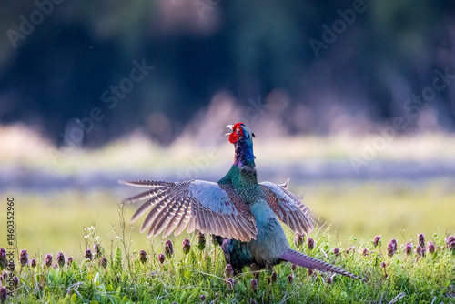 Japanese Green Pheasant singing