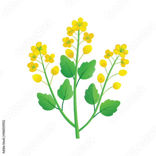  Mustard plants with flower vector art illustration