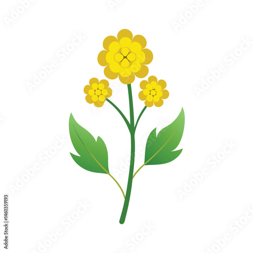  Mustard plants with flower vector art illustration