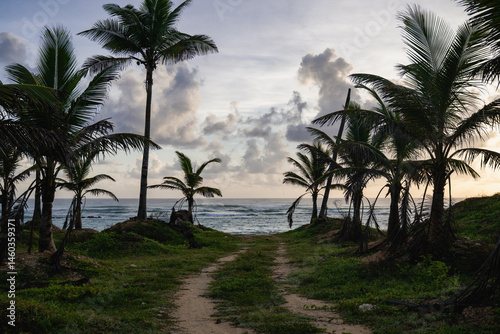 Fototapeta Naklejka Na Ścianę i Meble -  view of a path in the grass of a tropical landscape with palm trees and the ocean in the distance in the morning