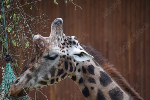 Photography portrait of a giraffe