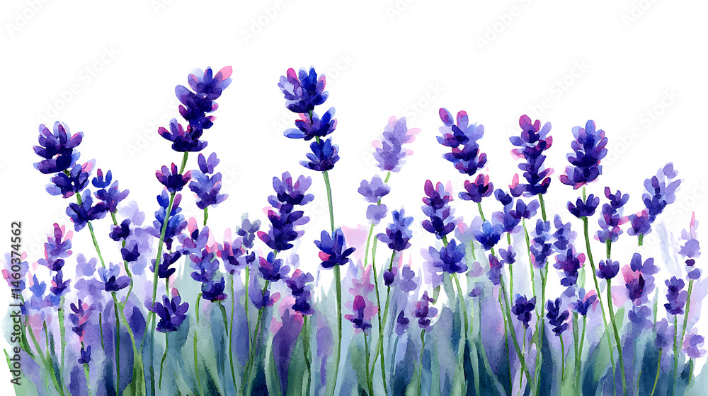 Naklejka premium Colorful watercolor lavender flowers illustration on a white background