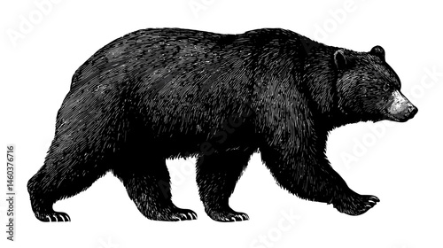 Bear mascot engraving simple silhouette vector isolated on white background  -  