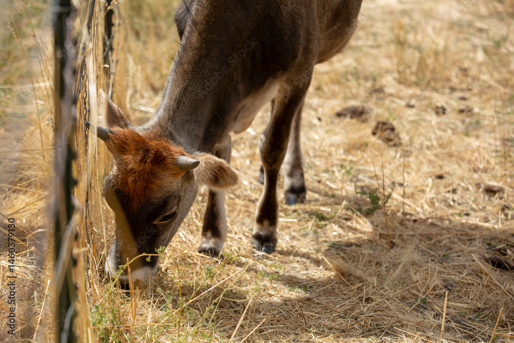 Fototapeta premium A view of a cow eating grass next to a fence.