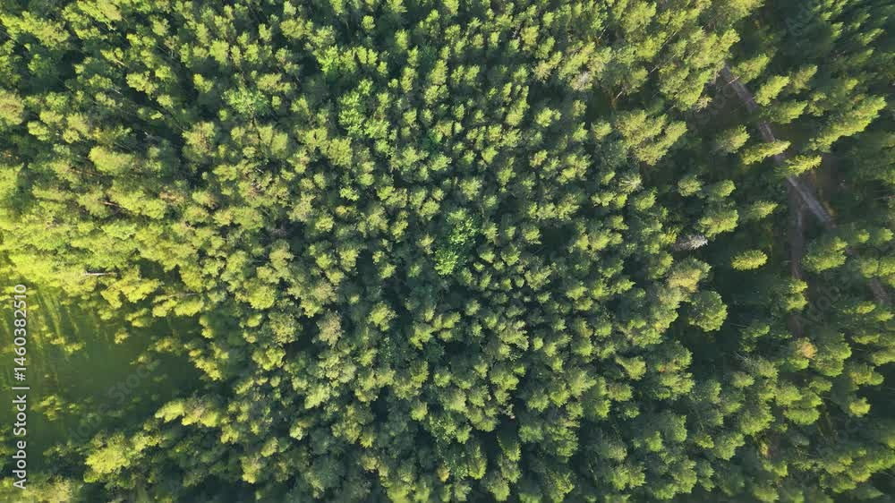 green coniferous forest in sunny hour, finland green coniferous forest in sunny hour, finland
