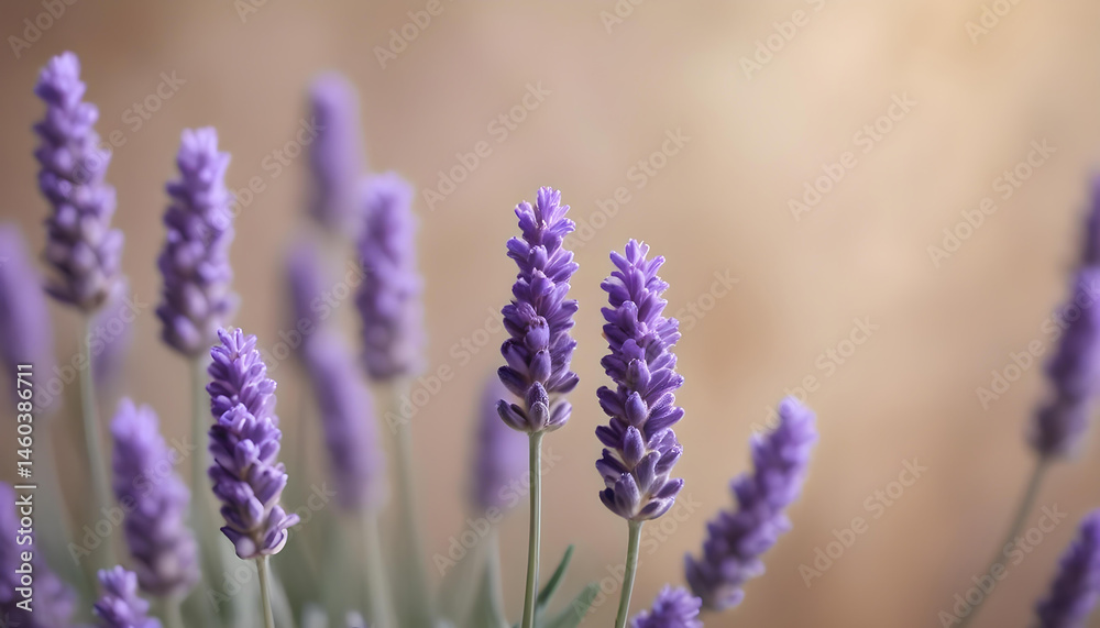 Fototapeta premium Vibrant purple lavender flowers close-up on a soft, blurred background, evoking a sense of calm, natural beauty, and summer fragrance.