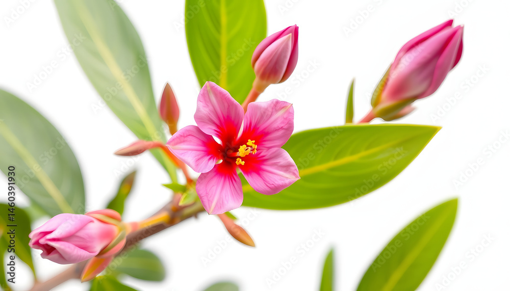 Fototapeta premium Nerium, oleander or rosebay with pink bud, flowers isolated on white background, colorful. with white shades